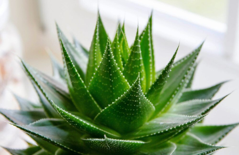 Aloe vera for penis enlargement