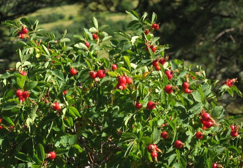 Rose hips for penis enlargement